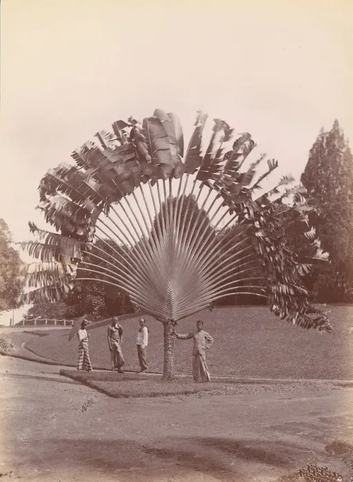 Framed Print : Fan Palm, Singapore, 1860s-70s. Creator: Unknown Framed Print : Fan Palm, Singapore, 1860s-70s. Creator: Unknown