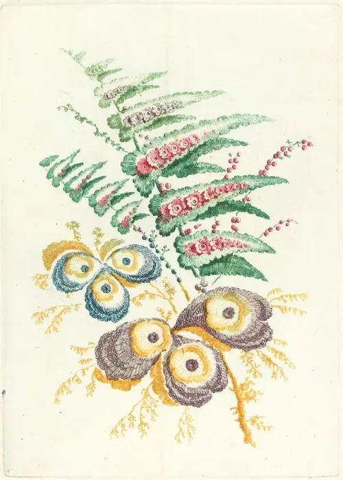 Framed Print : Fantastic Flowers with Oyster-shell Blossoms, c. 1795. Creator: Anne Allen Framed Print : Fantastic Flowers with Oyster-shell Blossoms, c. 1795. Creator: Anne Allen