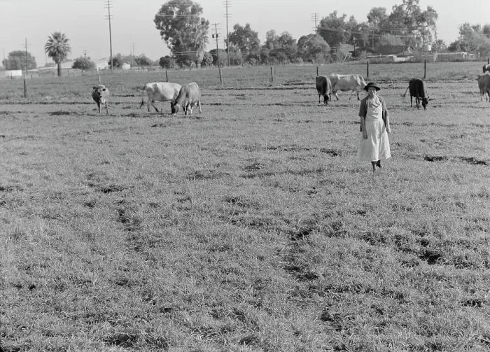 Framed Print : This farm of twelve acres operated as a prune ranch, Tulare County, California, 1938. Creator: Dorothea Lange Framed Print : This farm of twelve acres operated as a prune ranch, Tulare County, California, 1938. Creator: Dorothea Lange
