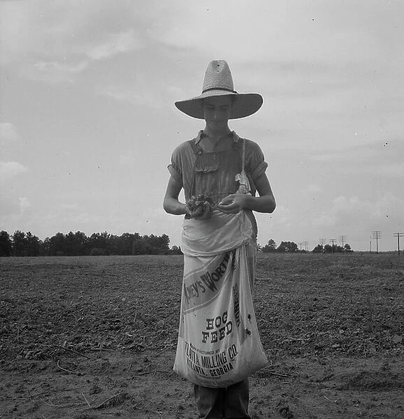 Farm boy with sack full of boll weevils...off of cotton plants, Macon County, Georgia, 1937. Creator: Dorothea Lange