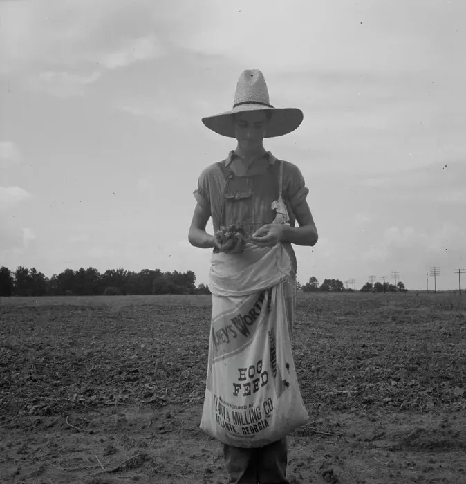 Framed Print : Farm boy with sack full of boll weevils...off of cotton plants, Macon County, Georgia, 1937. Creator: Dorothea Lange Framed Print : Farm boy with sack full of boll weevils...off of cotton plants, Macon County, Georgia, 1937. Creator: Dorothea Lange