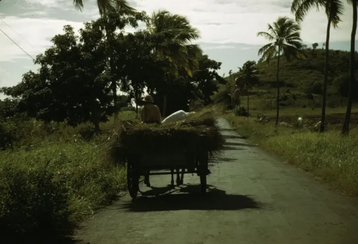 Framed Print : A farm road near one of the villages'on the northern coast, St. Croix, Virgin Islands, 1941. Creator: Jack Delano Framed Print : A farm road near one of the villages'on the northern coast, St. Croix, Virgin Islands, 1941. Creator: Jack Delano