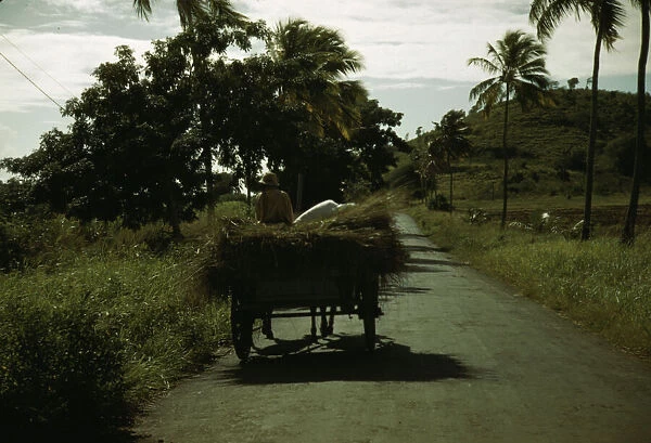 A farm road near one of the 'villages'on the northern coast, St. Croix, Virgin Islands, 1941. Creator: Jack Delano