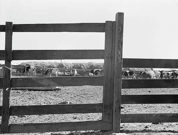 Farm Security Administration (FSA) tenant purchase client's herd, near Manteca, California, 1938. Creator: Dorothea Lange