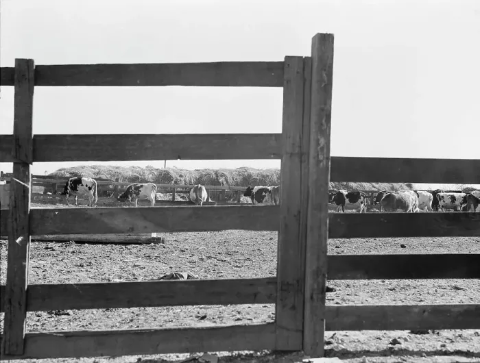 Framed Print : Farm Security Administration (FSA) tenant purchase client's herd, near Manteca, California, 1938. Creator: Dorothea Lange Framed Print : Farm Security Administration (FSA) tenant purchase client's herd, near Manteca, California, 1938. Creator: Dorothea Lange