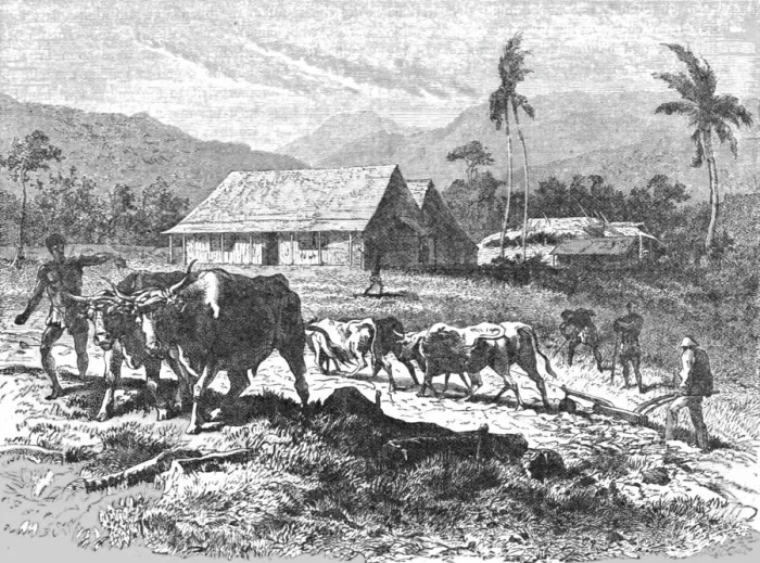 Framed Print : Farm in the Tugela Thorns; Life in a South African Colony, 1875. Creator: Unknown Framed Print : Farm in the Tugela Thorns; Life in a South African Colony, 1875. Creator: Unknown