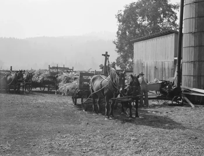 Framed Print : Each farmer brings his own wagon and team for the days work, near West Carlton, Oregon, 1939. Creator: Dorothea Lange Framed Print : Each farmer brings his own wagon and team for the days work, near West Carlton, Oregon, 1939. Creator: Dorothea Lange
