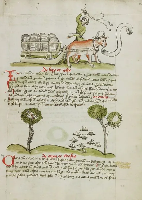 Framed Print : A Farmer Driving an Ox and Wagon: Swarms of Insects; Fables, third quarter of 15th century. Creator: Unknown Framed Print : A Farmer Driving an Ox and Wagon: Swarms of Insects; Fables, third quarter of 15th century. Creator: Unknown