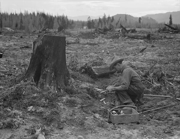 Farmer preparing to blow tamarack stump, Bonner County, Idaho, 1939. Creator: Dorothea Lange