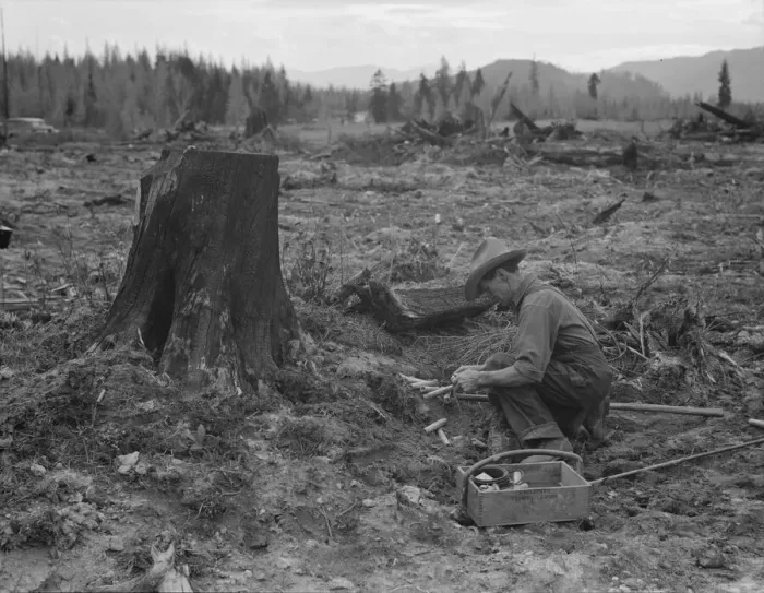Framed Print : Farmer preparing to blow tamarack stump, Bonner County, Idaho, 1939. Creator: Dorothea Lange Framed Print : Farmer preparing to blow tamarack stump, Bonner County, Idaho, 1939. Creator: Dorothea Lange