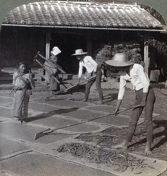 Farmers with bamboo rakes spreading millet on mats to dry for winter, near Yokohama, Japan, 1904. Artist: Underwood & Underwood