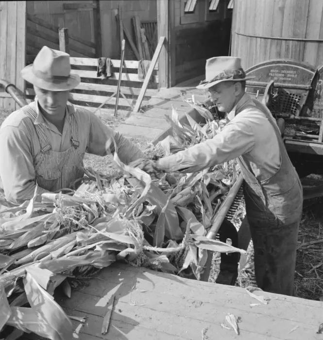 Framed Print : Farmers feeding corn into cooperatively owned... near W Street at Carlton, Oregon, 1939. Creator: Dorothea Lange Framed Print : Farmers feeding corn into cooperatively owned... near W Street at Carlton, Oregon, 1939. Creator: Dorothea Lange