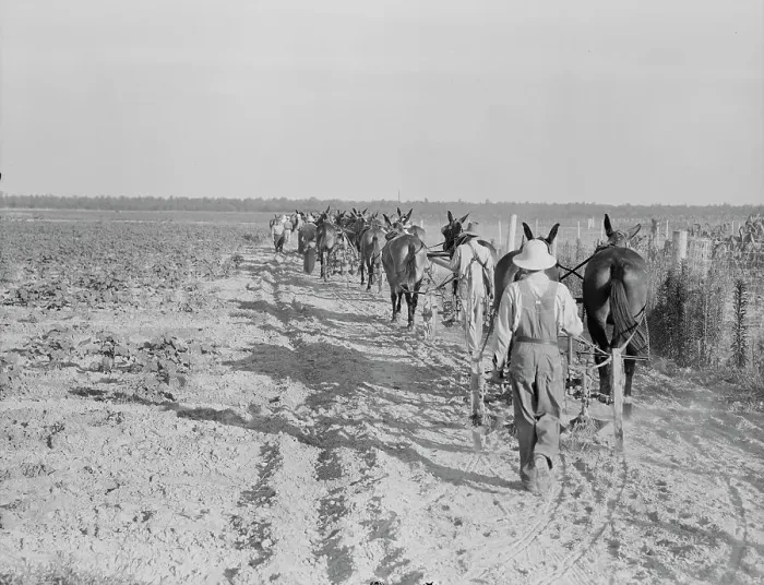 Framed Print : Farmers with mule teams and cultivators, Lake Dick project, Arkansas, 1938. Creator: Dorothea Lange Framed Print : Farmers with mule teams and cultivators, Lake Dick project, Arkansas, 1938. Creator: Dorothea Lange