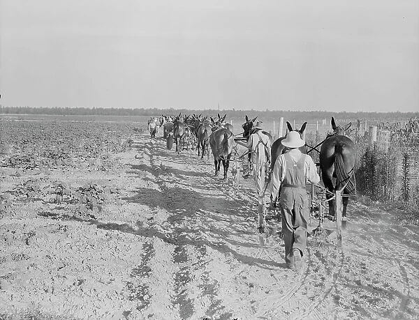 Farmers with mule teams and cultivators, Lake Dick project, Arkansas, 1938. Creator: Dorothea Lange
