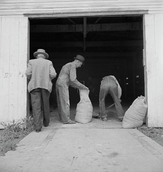 Farmers sack mixed grasshopper bait for use on their farms, Oklahoma City, Oklahoma, 1937. Creator: Dorothea Lange