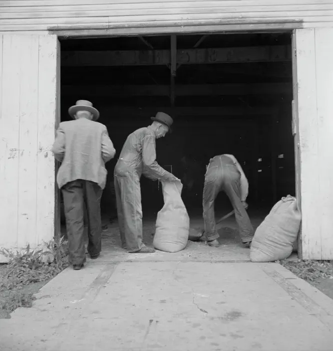Framed Print : Farmers sack mixed grasshopper bait for use on their farms, Oklahoma City, Oklahoma, 1937. Creator: Dorothea Lange Framed Print : Farmers sack mixed grasshopper bait for use on their farms, Oklahoma City, Oklahoma, 1937. Creator: Dorothea Lange