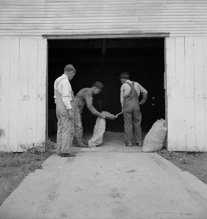 Framed Print : Farmers sacking grasshopper bait, Oklahoma City, Oklahoma, 1937. Creator: Dorothea Lange Framed Print : Farmers sacking grasshopper bait, Oklahoma City, Oklahoma, 1937. Creator: Dorothea Lange