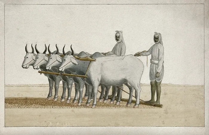 Framed Print : Two farmers using oxen to plough the land, (between 1800 and 1899?). Creator: Unknown Framed Print : Two farmers using oxen to plough the land, (between 1800 and 1899?). Creator: Unknown