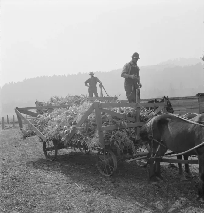 Framed Print : Farmers with wagonload of corn... near W Street at Carlton, Oregon, 1939. Creator: Dorothea Lange Framed Print : Farmers with wagonload of corn... near W Street at Carlton, Oregon, 1939. Creator: Dorothea Lange
