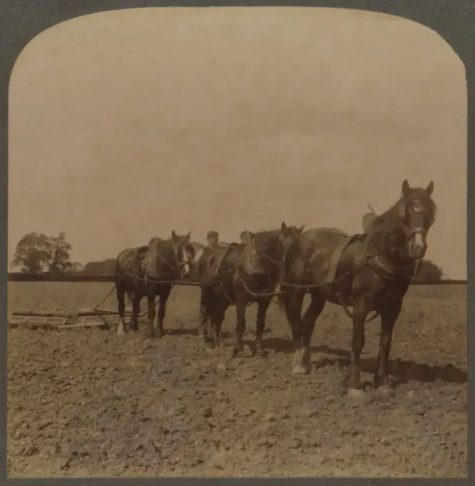 Framed Print : Farming in England - Harrowing the Land, 1909. Creator: Unknown Framed Print : Farming in England - Harrowing the Land, 1909. Creator: Unknown
