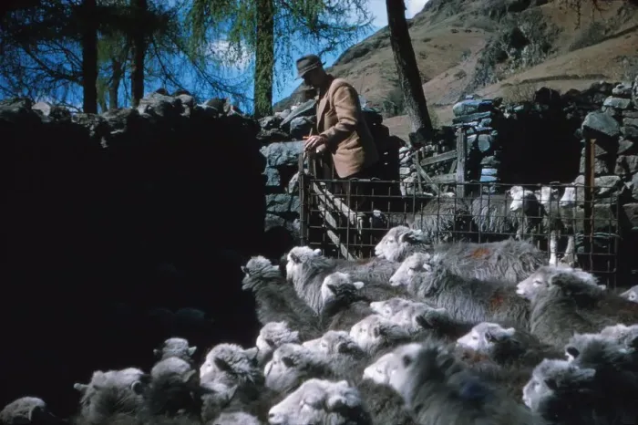 Framed Print : Farming Herdwick Sheep, Langdale Valley Farm, Lake District, c1960. Artist: CM Dixon Framed Print : Farming Herdwick Sheep, Langdale Valley Farm, Lake District, c1960. Artist: CM Dixon