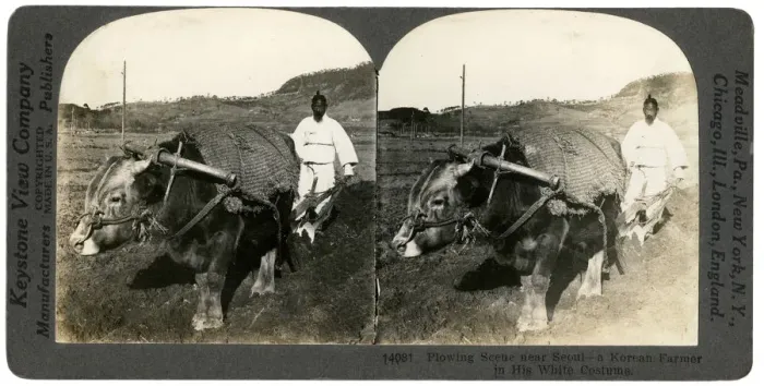 Framed Print : Farming near Seoul, South Korea, 1900s. Artist: Keystone Framed Print : Farming near Seoul, South Korea, 1900s. Artist: Keystone