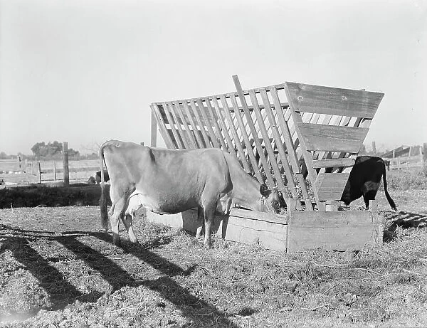Farmyard scene, FSA's rural rehabilitation client, Tulare County, California, 1938. Creator: Dorothea Lange