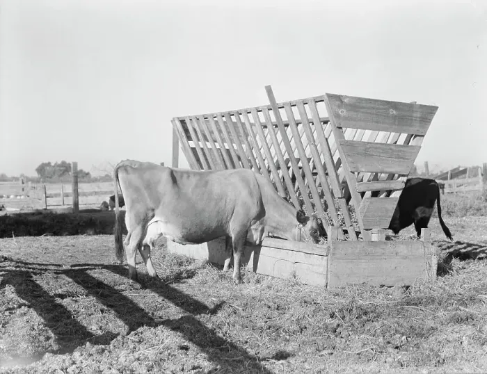 Framed Print : Farmyard scene, FSA's rural rehabilitation client, Tulare County, California, 1938. Creator: Dorothea Lange Framed Print : Farmyard scene, FSA's rural rehabilitation client, Tulare County, California, 1938. Creator: Dorothea Lange