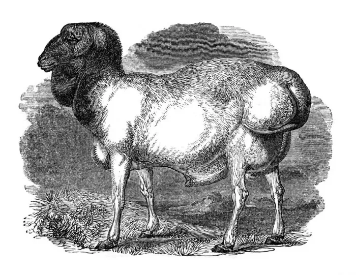 Framed Print : Fat-rumped sheep of Tartary, 1848 Framed Print : Fat-rumped sheep of Tartary, 1848