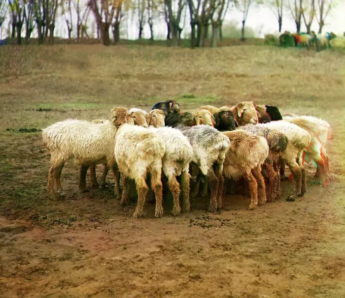 Framed Print : Fat [sic] sheep, Golodnaia Steppe, between 1905 and 1915. Creator: Sergey Mikhaylovich Prokudin-Gorsky