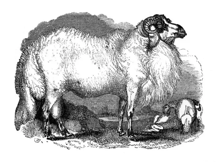 Framed Print : Fat-tailed sheep of Syria, 1848 Framed Print : Fat-tailed sheep of Syria, 1848