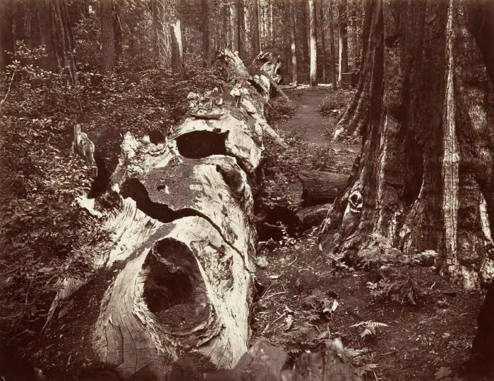 Framed Print : The Father of the Forest, 112 feet circumference, Calaveras Grove, 1865-66, printed ca