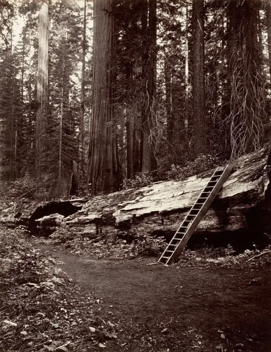 Framed Print : Father of the Forest, 1865-66, printed ca. 1876. Creator: Carleton Emmons Watkins