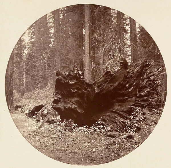 The Father of the Forest 450 ft C. Grove, ca. 1878. Creator: Carleton Emmons Watkins