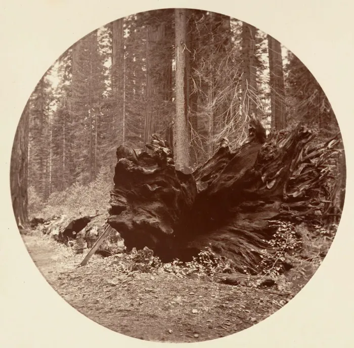 Framed Print : The Father of the Forest 450 ft C. Grove, ca. 1878. Creator: Carleton Emmons Watkins Framed Print : The Father of the Forest 450 ft C. Grove, ca. 1878. Creator: Carleton Emmons Watkins