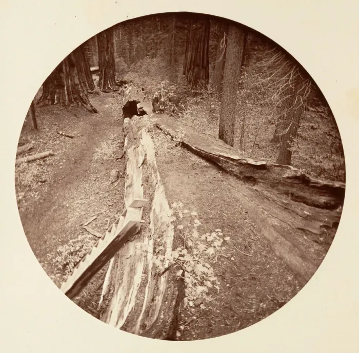 Framed Print : The Father of the Forest 450 Ft Long, C. Grove, ca. 1878 Framed Print : The Father of the Forest 450 Ft Long, C. Grove, ca. 1878