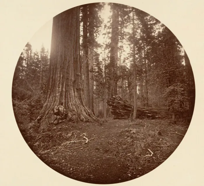 Framed Print : The Father of the Forest - C. Grove, ca. 1878. Creator: Carleton Emmons Watkins