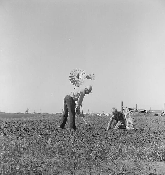 Father and son planting potatoes, outskirts of Salinas, California, 1939. Creator: Dorothea Lange
