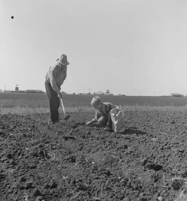 Framed Print : Father and son planting potatoes, outskirts of Salinas, California, 1939. Creator: Dorothea Lange Framed Print : Father and son planting potatoes, outskirts of Salinas, California, 1939. Creator: Dorothea Lange