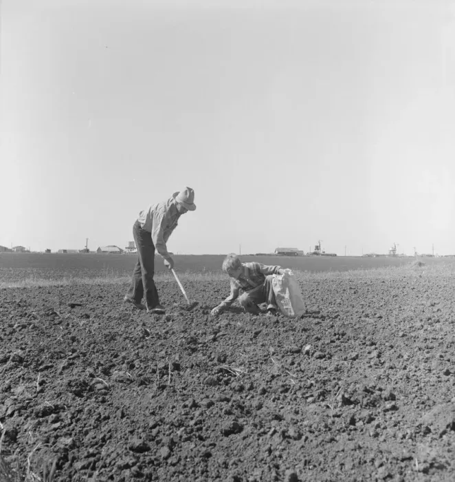 Framed Print : Father and son planting potatoes, outskirts of Salinas, California, 1939. Creator: Dorothea Lange Framed Print : Father and son planting potatoes, outskirts of Salinas, California, 1939. Creator: Dorothea Lange