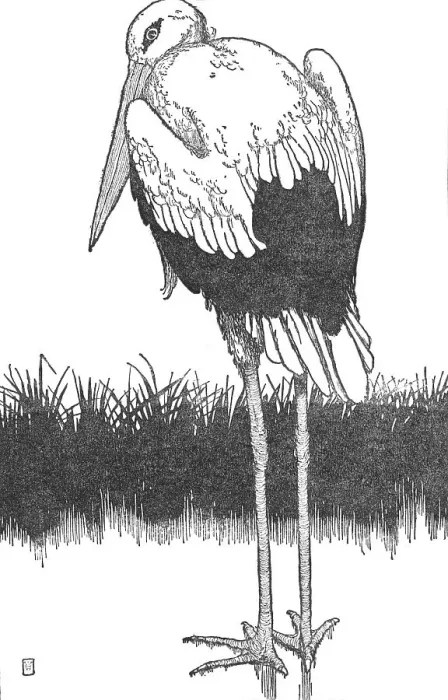 Framed Print : Father-Stork, c1930. Artist: W Heath Robinson Framed Print : Father-Stork, c1930. Artist: W Heath Robinson