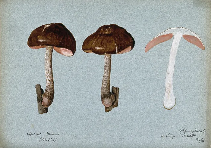 Framed Print : Fawn pluteus fungus (Pluteus cervinus): three fruiting bodies, one sectioned, 1904. Creator: Cecil Henry Spencer Perceval Framed Print : Fawn pluteus fungus (Pluteus cervinus): three fruiting bodies, one sectioned, 1904. Creator: Cecil Henry Spencer Perceval