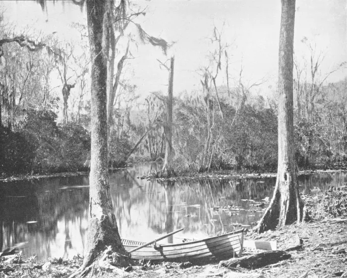 Framed Print : A Feeder of the St. Johns River, Florida, USA, c1900. Creator: Unknown Framed Print : A Feeder of the St. Johns River, Florida, USA, c1900. Creator: Unknown