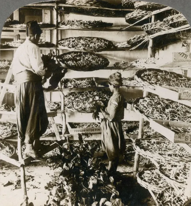 Framed Print : Feeding silk worms their breakfast of mulberry leaves, Lebanon mountains, Syria, 1900s. Artist: Underwood & Underwood Framed Print : Feeding silk worms their breakfast of mulberry leaves, Lebanon mountains, Syria, 1900s. Artist: Underwood & Underwood