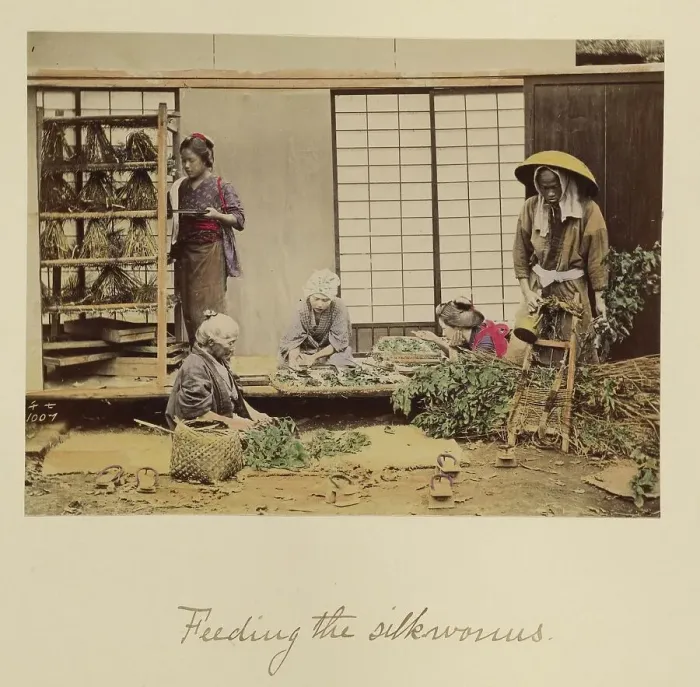 Framed Print : Feeding the silkworms, about 1873-1883. Creator: Shinichi Suzuki I Framed Print : Feeding the silkworms, about 1873-1883. Creator: Shinichi Suzuki I