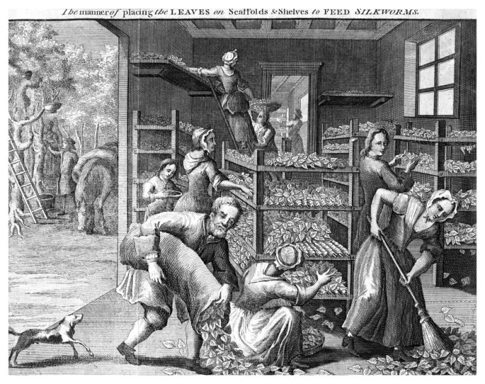 Framed Print : Feeding silkworms, 18th century(?) Framed Print : Feeding silkworms, 18th century(?)