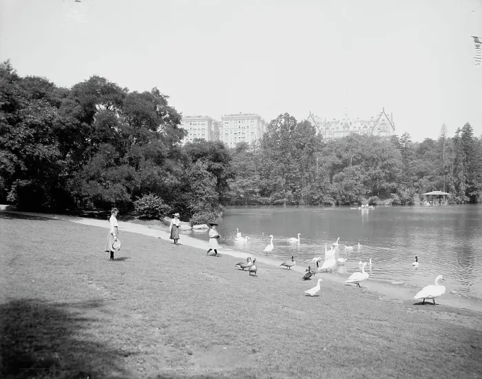 Framed Print : Feeding the swans, Central Park, New York, c1903. Creator: Unknown Framed Print : Feeding the swans, Central Park, New York, c1903. Creator: Unknown