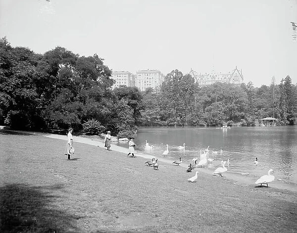 Feeding the swans, Central Park, New York, c1903. Creator: Unknown