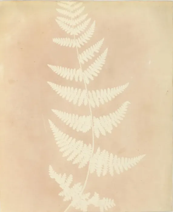 Framed Print : Felce, 1839. Creator: William Henry Fox Talbot Framed Print : Felce, 1839. Creator: William Henry Fox Talbot
