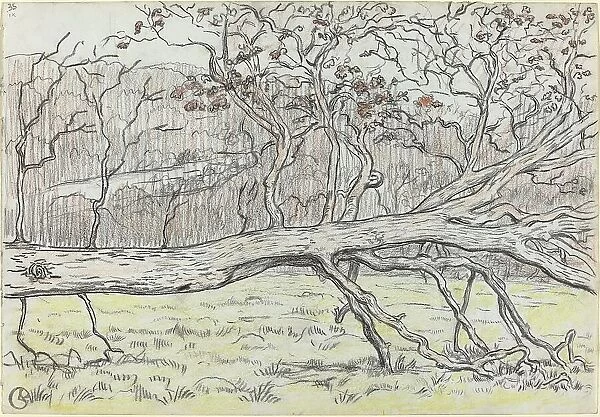 Felled Tree, Normandy, 1898. Creator: Georges Lacombe